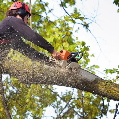 Home Tree Trimming & Tree Removal