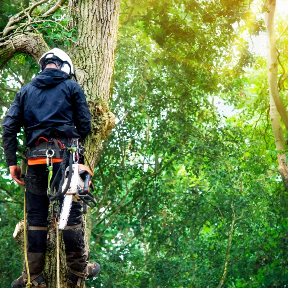 Tree Trimming & Tree Removal